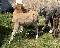amhr-pony-colt