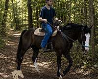 quarter-horse
