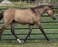 dun-dunskin-arabian-gelding-yearling