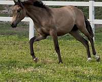 dun-dunskin-quarab-gelding-yearling