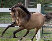 dun-dunskin-half-arabian-gelding-yearling