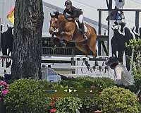 -15-hand-dutch-warmblood-mare
