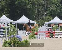 -15-hand-dutch-warmblood-horse