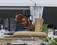 all-around-dutch-warmblood-horse