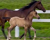 buckskin-arabian-colt-foal