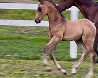buckskin-half-arabian-colt-foal