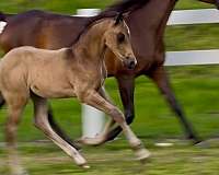 buckskin-quarab-colt-foal