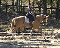 palomino-blaze-hind-left-sock-horse