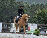 blaze-hind-left-sock