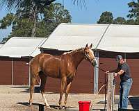 palomino-oldenburg-for-sale