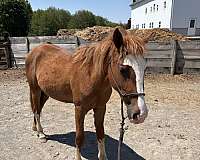 quarter-horse-filly