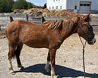 quarter-horse-for-sale