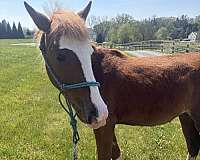 quarter-horse