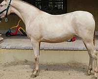double-andalusian-horse