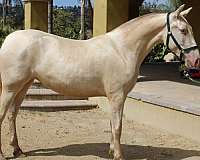 dilute-andalusian-horse