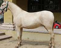 perlino-andalusian-horse