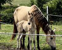 dunskin-tennessee-walking-colt