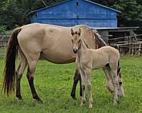 dunskin-twhbea-colt
