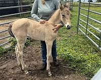 dunskin-tennessee-walking-horse-for-sale