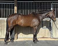none-horse