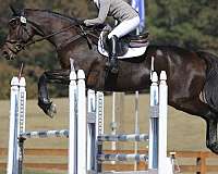 bay-none-horse