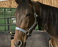 amish-broke-standardbred-horse