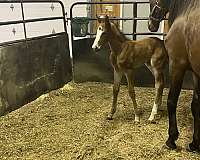 amish-trained-standardbred-horse