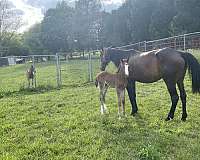 boy-standardbred-horse