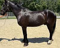 black-gelding-for-sale