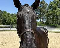16-hand-draft-gelding