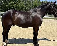 black-draft-gelding