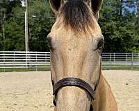 15-hand-quarter-horse-gelding