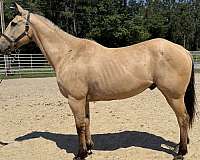 dun-quarter-horse-gelding