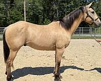 dun-gelding-for-sale
