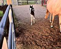 broker-tennessee-walking-horse