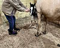 flashy-gelding-colt