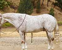 spotted-appaloosa