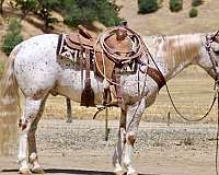 spotted-appaloosa-horse