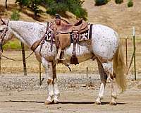 all-around-appaloosa-horse