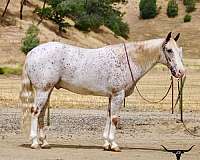 athletic-appaloosa-horse