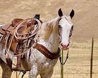 beginner-appaloosa-horse