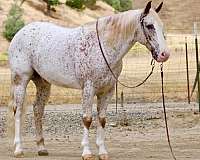endurance-appaloosa-horse