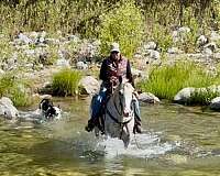 experienced-appaloosa-horse