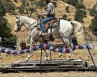 flashy-appaloosa-horse