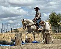 husband-safe-appaloosa-horse