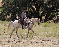 kid-safe-appaloosa-horse