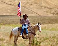 ranch-appaloosa-horse