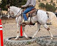 ranch-versatility-appaloosa-horse