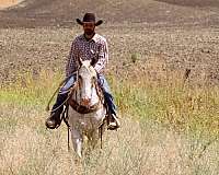 ridden-western-appaloosa-horse