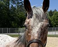 14-hand-gelding